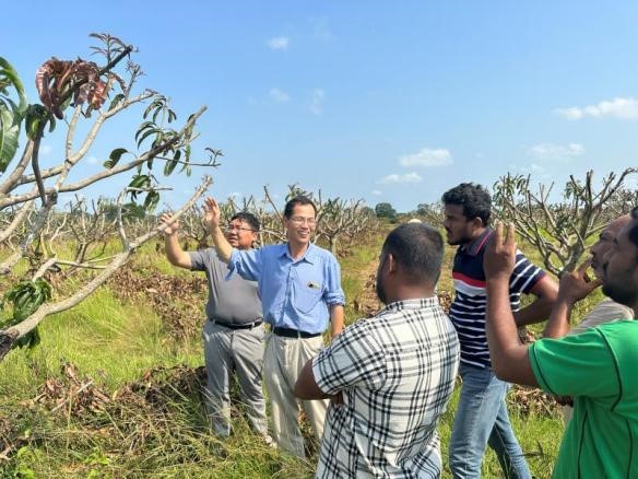Technical Report: Expert Observations on Mango Farming in Sri Lanka