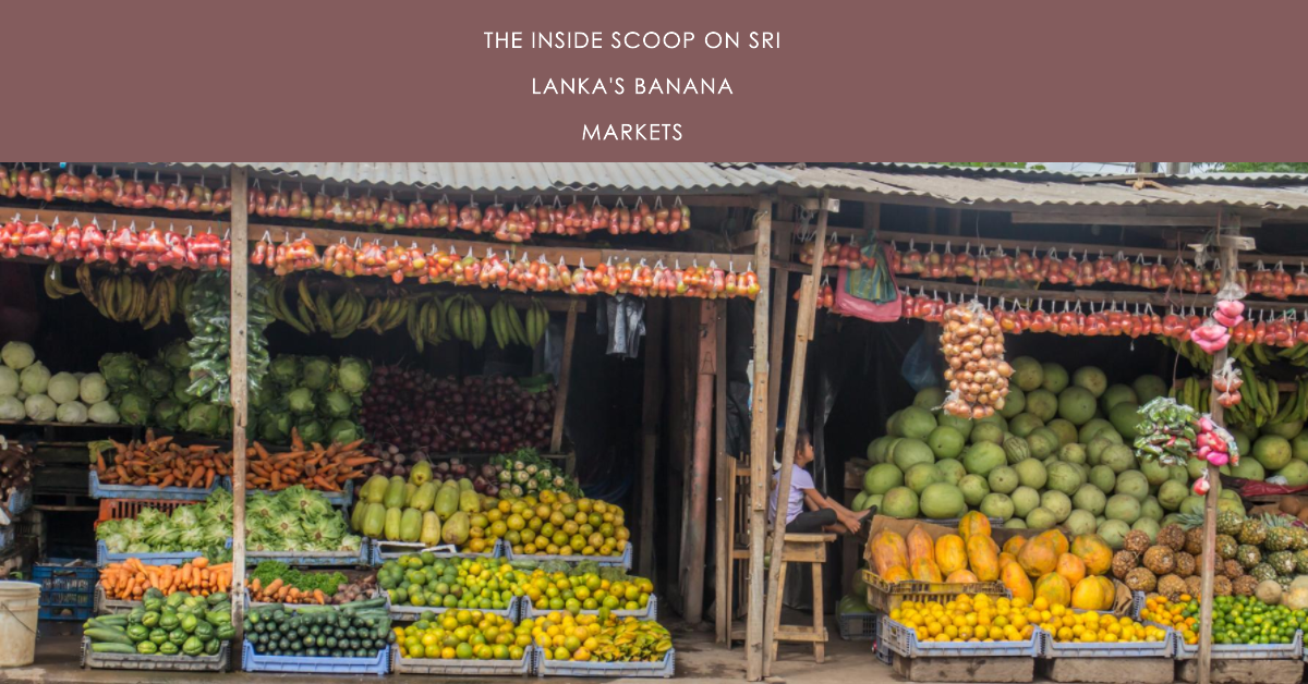 Bananas, Bunches, and Building Better Supply Chains in Sri Lanka